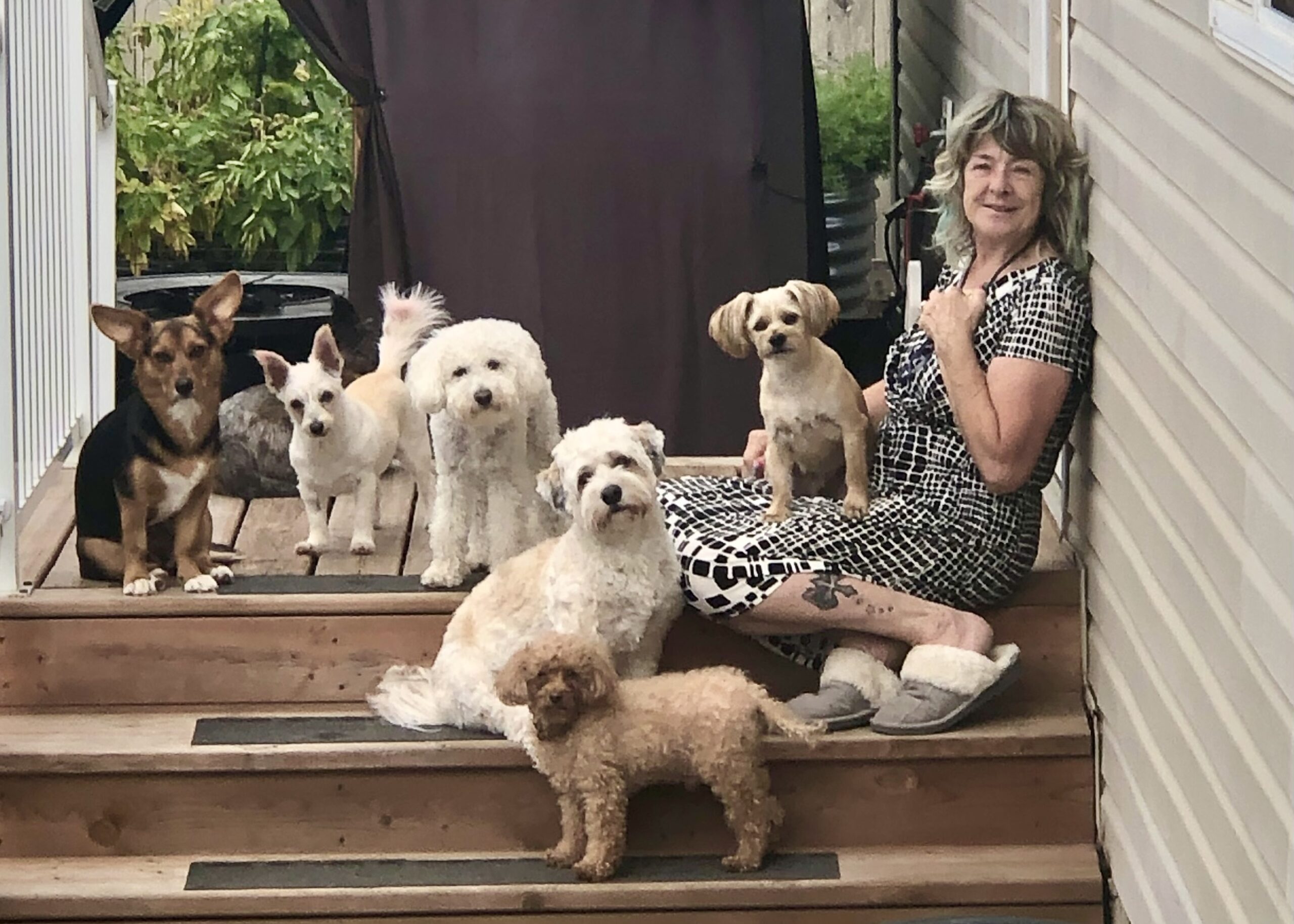 Alleen's small dog sitting