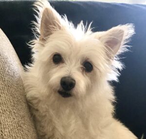 Alleen's Small Dog Sitting